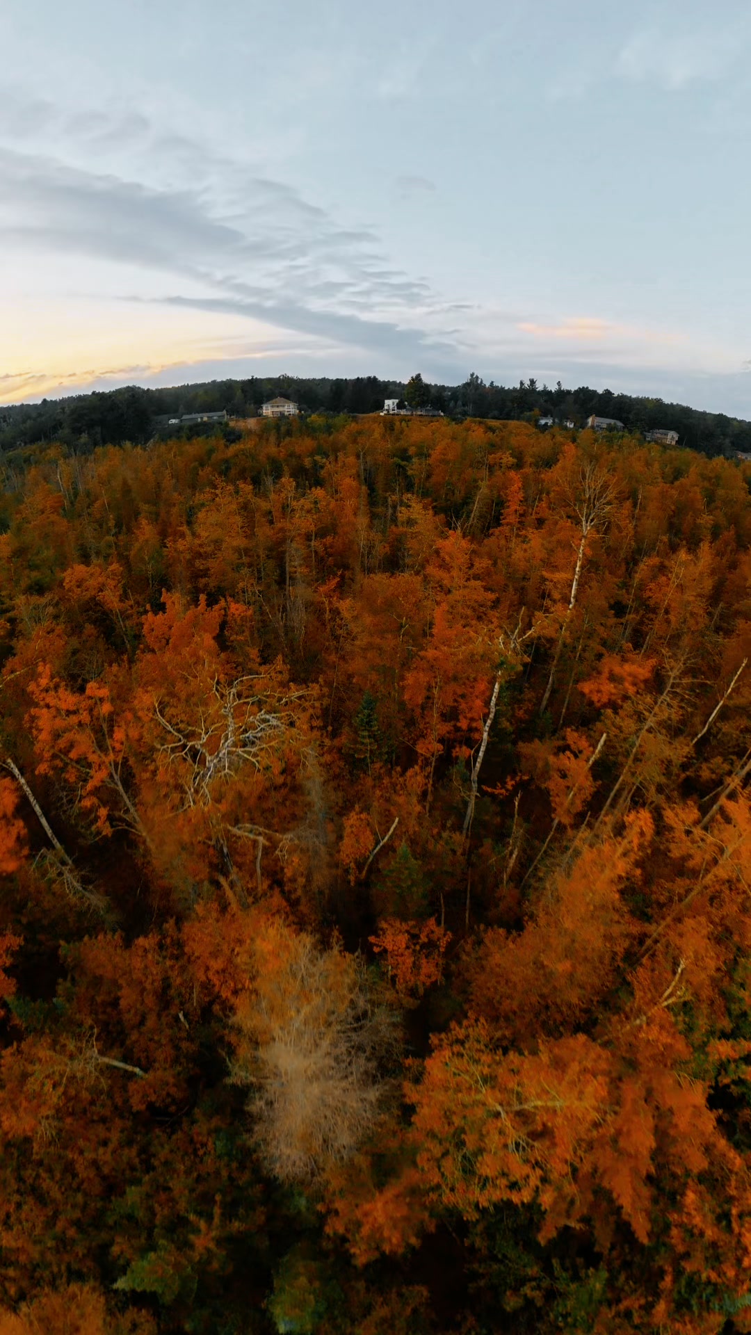 Autumn Canopy film preview